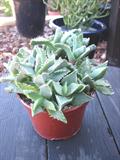 Faucaria tigrina